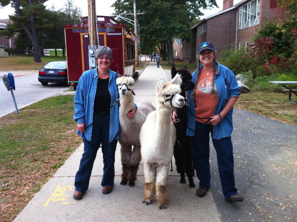 Ellen and Kris and some friendly alpacas at the UNH Homecoming Parade.