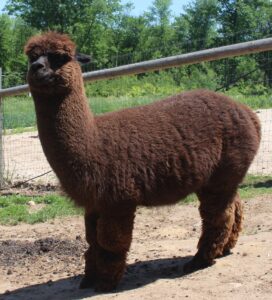 Cody before shearing