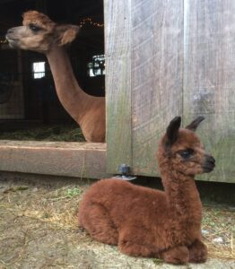 Evie and Ginny