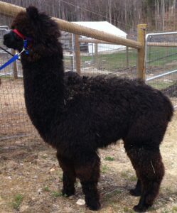 Winona before shearing